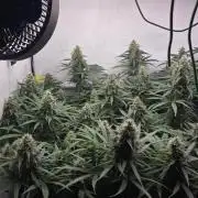 Kannabias Cherry Dream