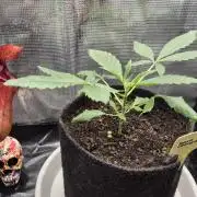 Sensis Cherry Strudel