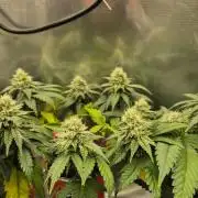 Gorillamelon (Pringles-Cup)