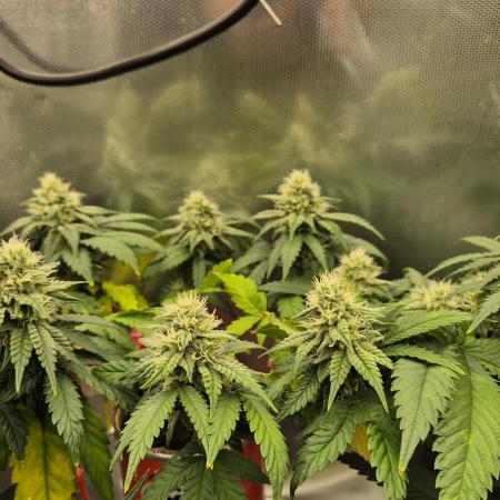 Gorillamelon (Pringles-Cup)