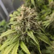 Kannabia Sunset Sherbet Go Fast