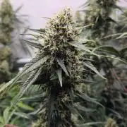 CCG / Sensi Malibu OG Gold
