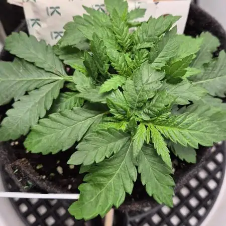 Kush für Karen