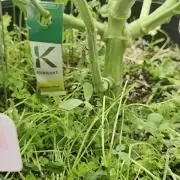 Kannabias Cherry Dream