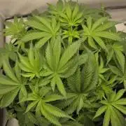 Kannabias Cherry Dream