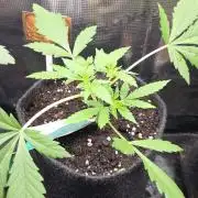 CCG / Sensi Malibu OG Gold