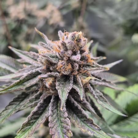 Melonade frisch aus dem Vulkan!