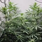CCG / Sensi Malibu OG Gold