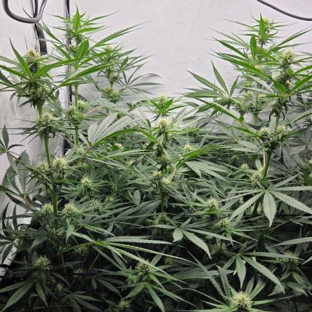 CCG / Sensi Malibu OG Gold