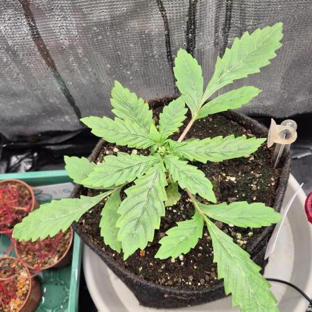 Lazyboyseeds Baked in Hossegor