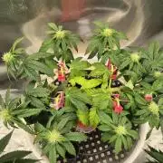 Gorillamelon (Pringles-Cup)