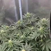 T.H.Seeds Bubble Banana Gum