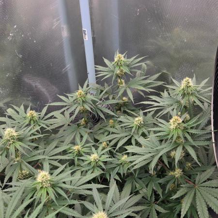 T.H.Seeds Bubble Banana Gum
