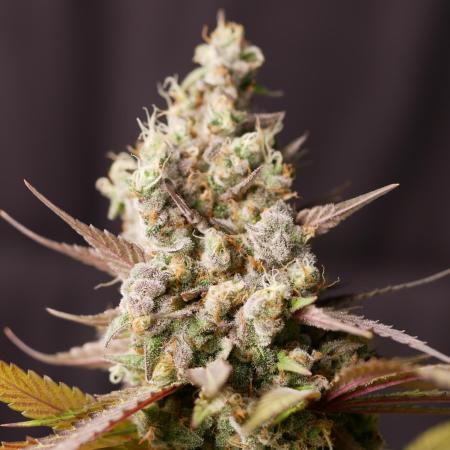 Kannabia Candy Cream Go Fast