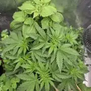 T.H.Seeds Bubble Banana Gum