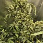 ShopSeedsNotBombs