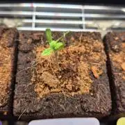 Lazyboyseeds Baked in Hossegor