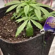 Eternity Grow Cup 2026