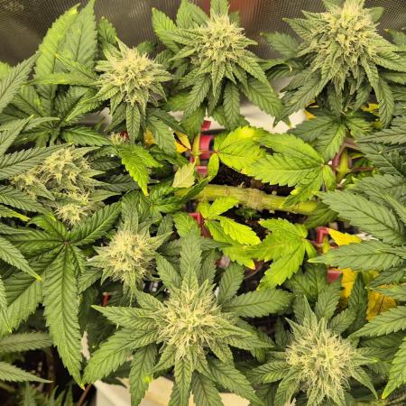 Gorillamelon (Pringles-Cup)