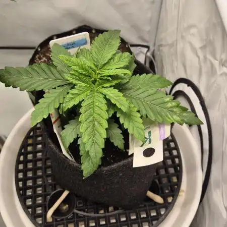 Kush für Karen