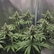 Kannabia Candy Cream Go Fast