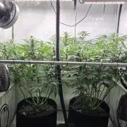 Kannabias Karibbean Mango