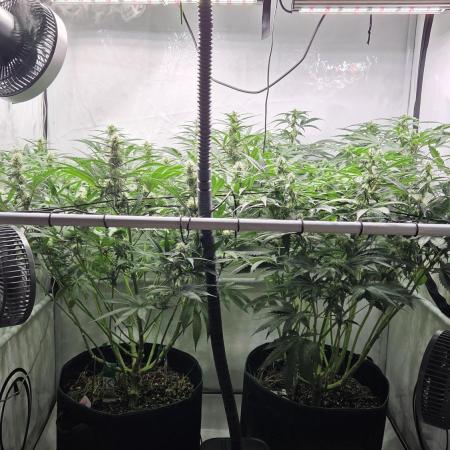 Kannabias Karibbean Mango