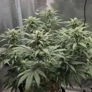 Kannabia Sunset Sherbet Go Fast