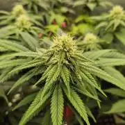 Gorillamelon (Pringles-Cup)