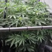 Kannabias Karibbean Mango