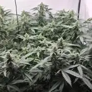 Kannabias Karibbean Mango