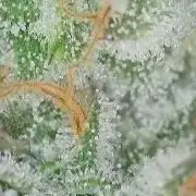 Kannabias Karibbean Mango