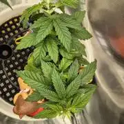 Gorillamelon (Pringles-Cup)