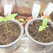 Kannabias Cherry Dream