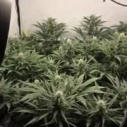 Kannabias Cherry Dream