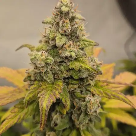 Schwarzes Mondgestein