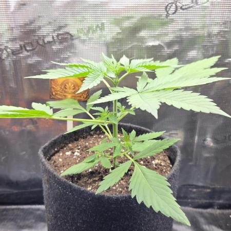CCG / Sensi Malibu OG Gold