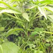 T.H.Seeds Bubble Banana Gum