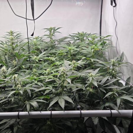 Kannabias Karibbean Mango