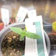 Kannabias Karibbean Mango