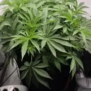 Kannabias Karibbean Mango