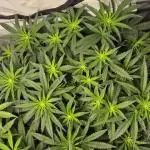 Kush für Karen