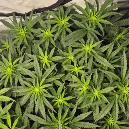 Kush für Karen