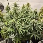 Die Grower und das Biest