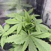 Eternity Grow Cup 2026