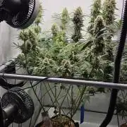 CCG / Sensi Malibu OG Gold