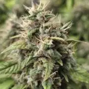 Kannabia Sunset Sherbet Go Fast