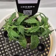 Gorillamelon (Pringles-Cup)