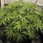 Kannabias Cherry Dream