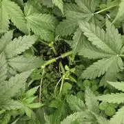 T.H.Seeds Bubble Banana Gum